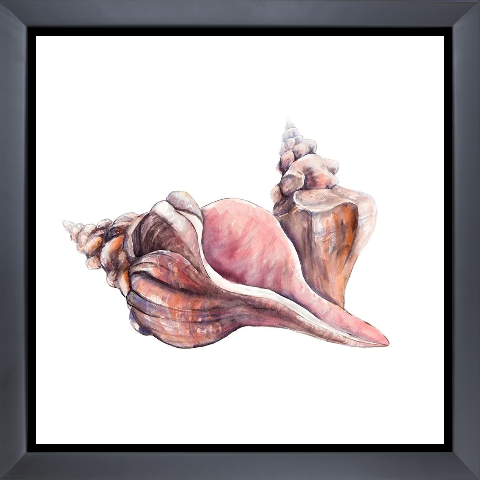 HORSE CONCH SEASHELLS