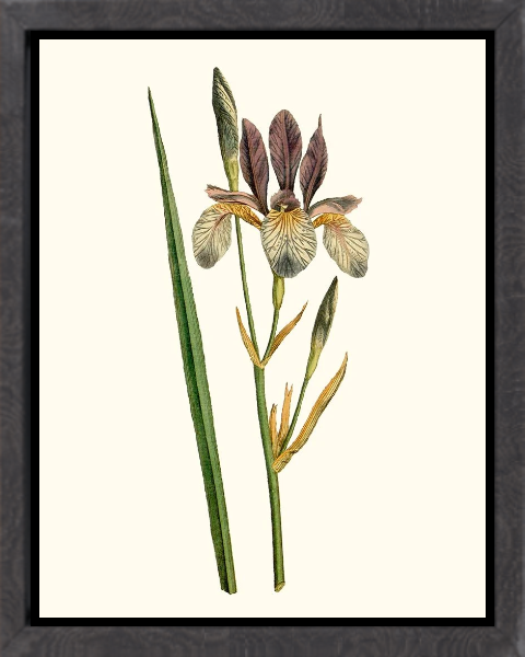 Antique Iris I