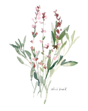 Herb Garden Sketches V