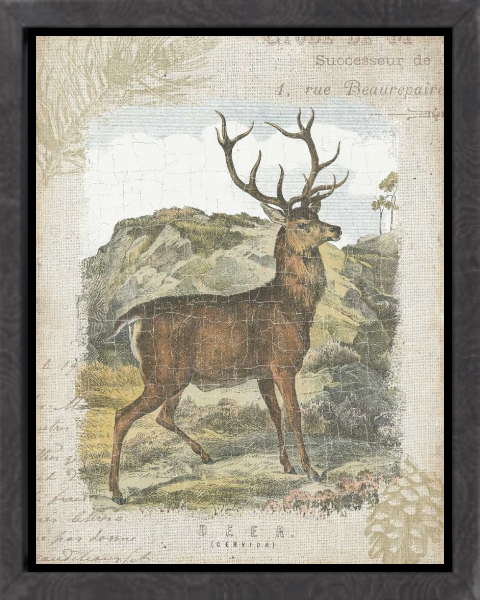 Woodland Stag I