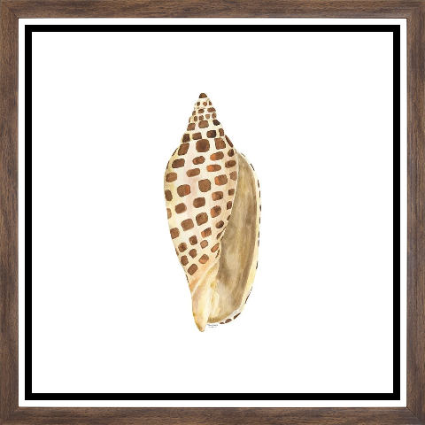 Oceanum Shells white II-Junonia