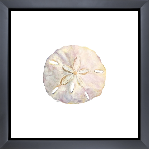 Oceanum Shells white IV-Sand Dollar
