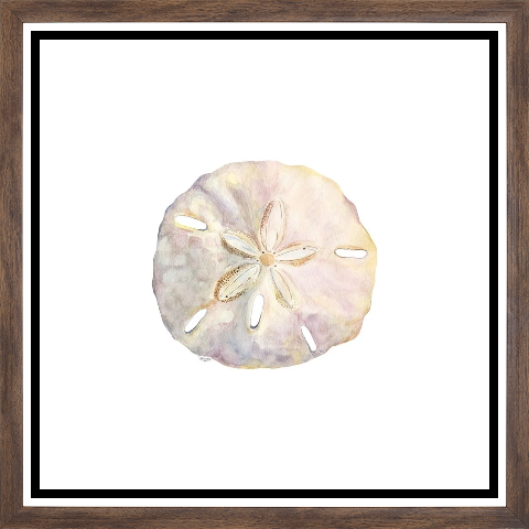 Oceanum Shells white IV-Sand Dollar