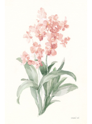 Spring Orchid I