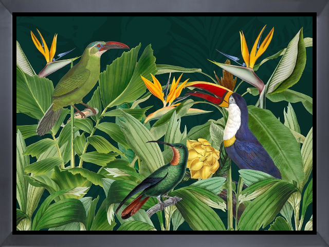 Rainforest Birds