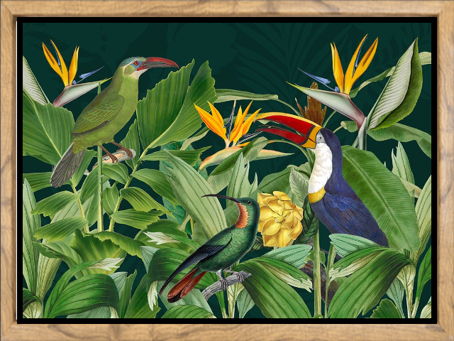 Rainforest Birds