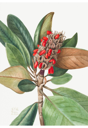 Southern Magnolia (1923)