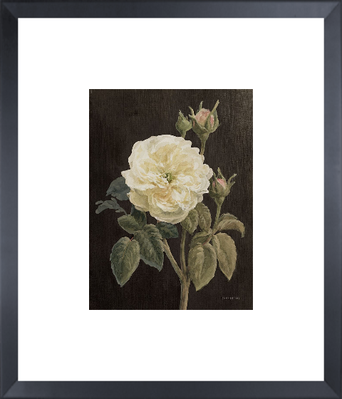 Heirloom White Rose on Black
