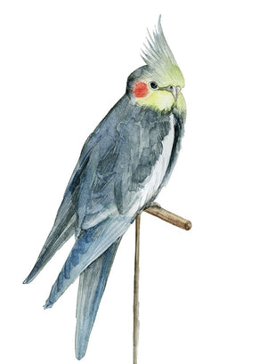 Bird 1