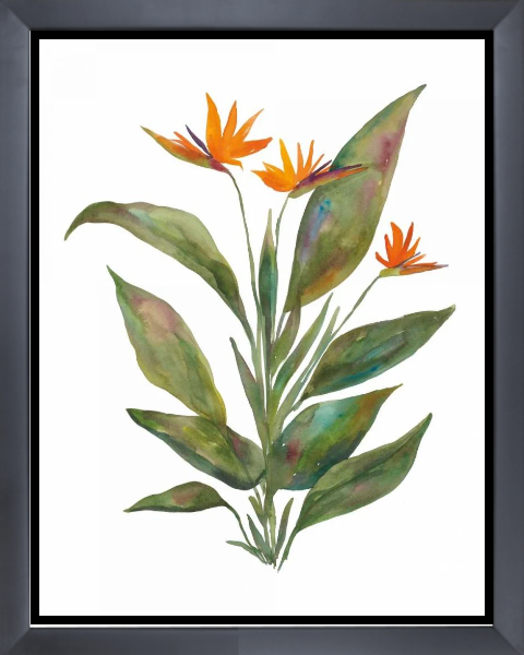 Bright Bromeliad