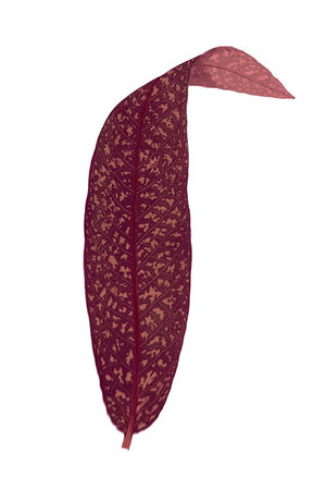 Leaves Series - Burgundy I