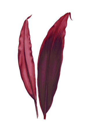 Leaves Series - Burgundy II