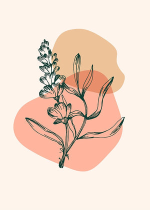 Lavender flowers