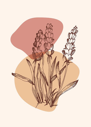 Lavender flowers