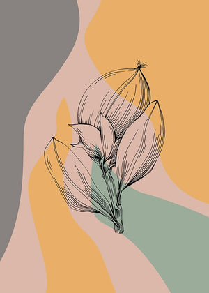 Jojoba plants