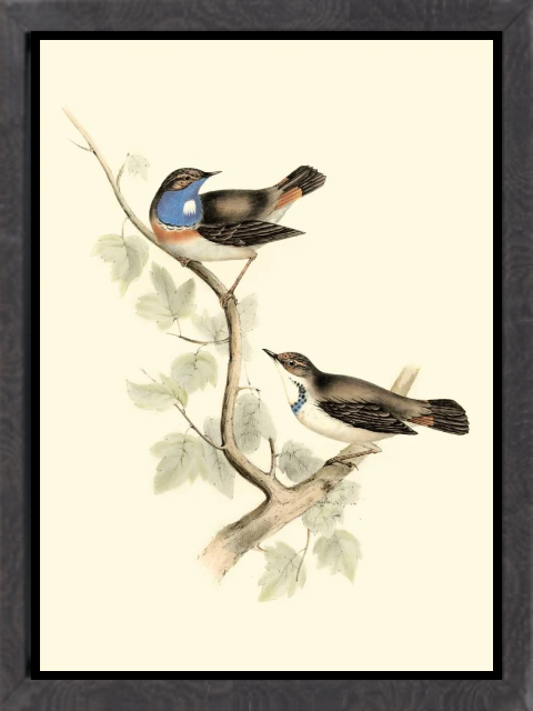 Goulds Blue-throated Warbler