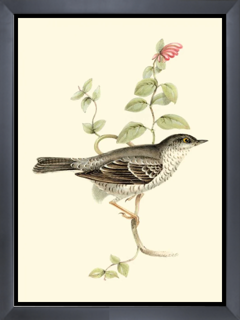 Goulds Barred Warbler
