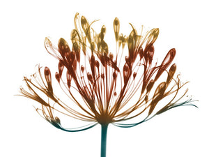 Urban Lily