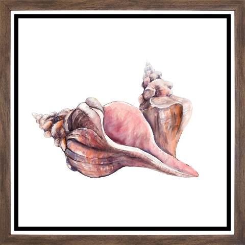 HORSE CONCH SEASHELLS