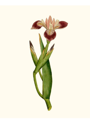 Antique Iris II