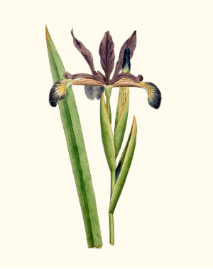Antique Iris III