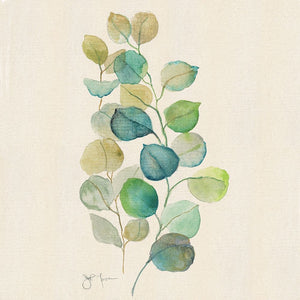 Eucalyptus II