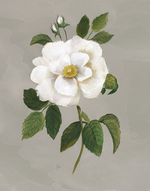 Botanical Garden Rose