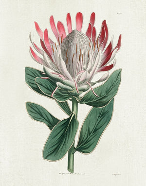 Protea N13