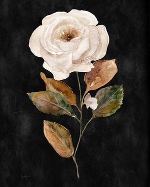 Botanical on Black Wash II