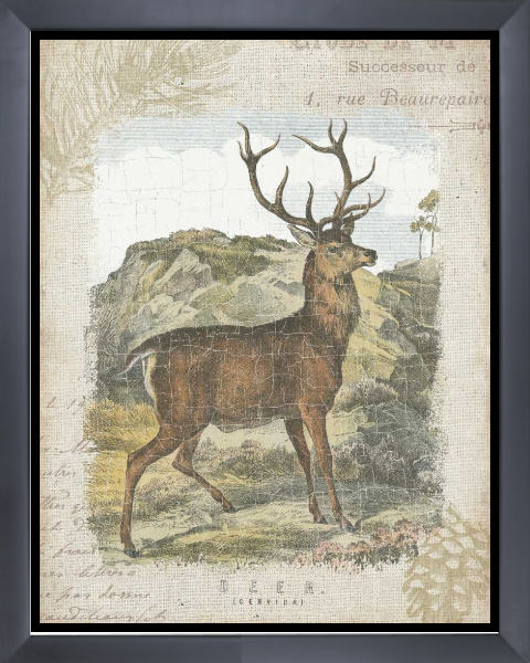Woodland Stag I