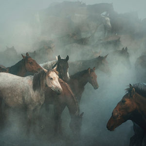 Lost Horses