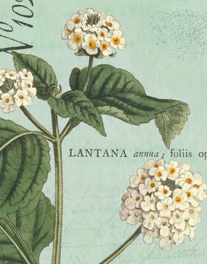 Botanique Bleu I