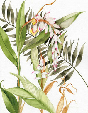 Botanical Shell Ginger Crop