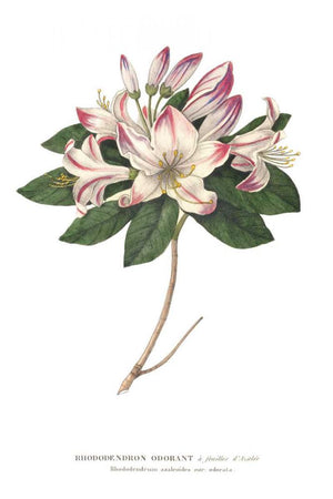 Rhododendron Bright