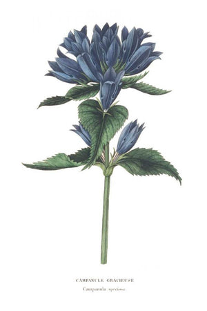 Campanula Bright