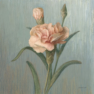 Cottage Carnation