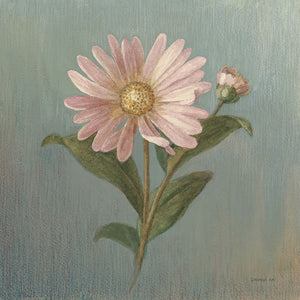 Cottage Aster