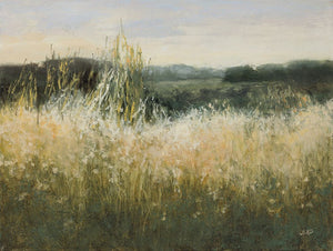 Field View