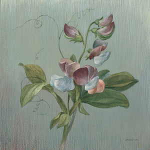 Cottage Sweet Pea