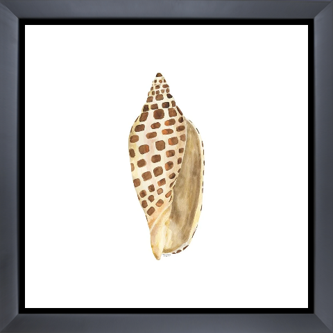 Oceanum Shells white II-Junonia