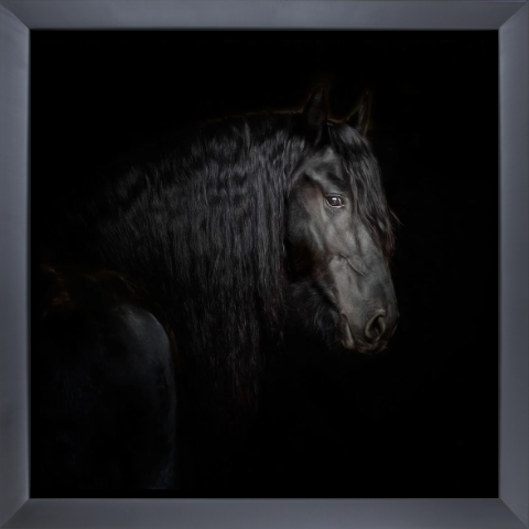 Equine Portrait X