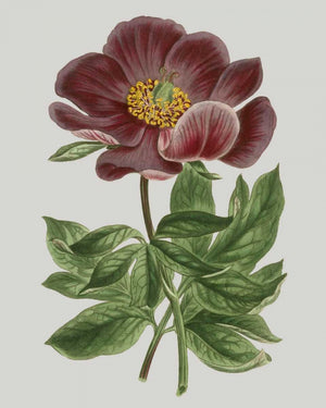 Floral Gems II