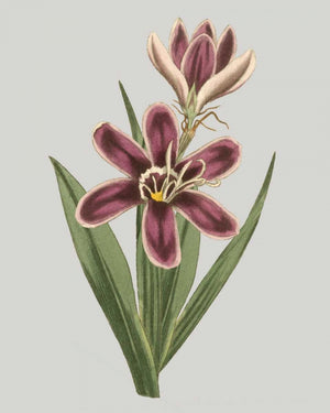 Floral Gems III