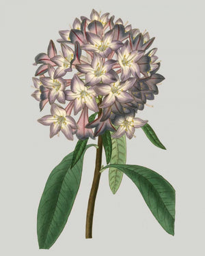 Floral Gems V