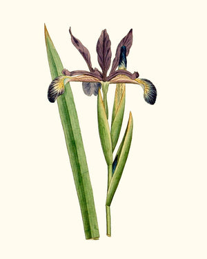 Antique Iris III