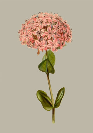 Botanical Array VIII