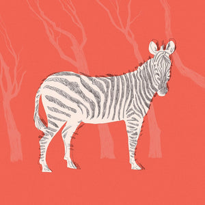 Plains Zebra I