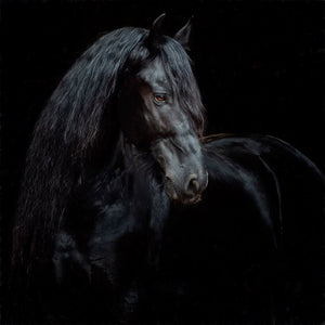 Equine Portrait XI