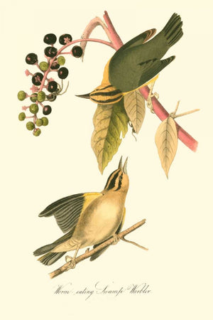 Audubons Warbler
