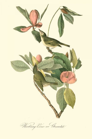 Audubons Vireo